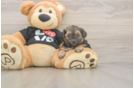 Yorkie Poo Pup Being Cute