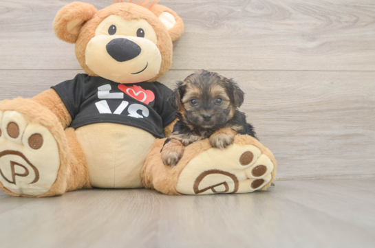 Yorkie Poo Pup Being Cute
