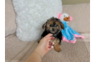 Cute Yorkie Poo Poodle Mix Pup