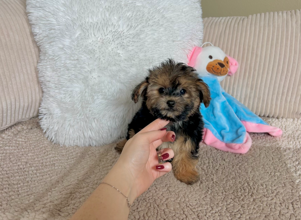 Cute Yorkie Poo Poodle Mix Pup