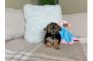 Cute Yorkie Poo Poodle Mix Pup