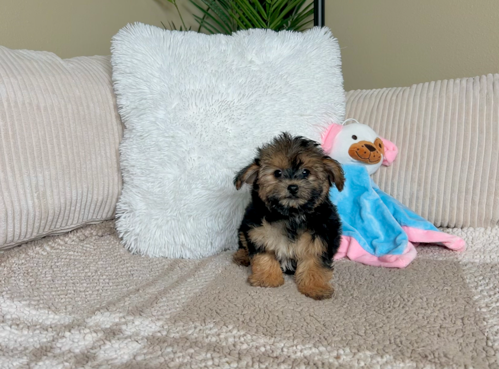 Cute Yorkie Poo Poodle Mix Pup