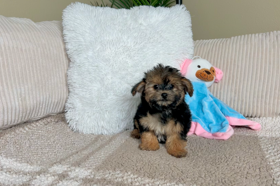 9 week old Yorkie Poo Puppy For Sale - Lone Star Pups