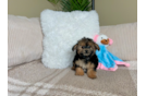 Cute Yorkipoo Poodle Mix Puppy