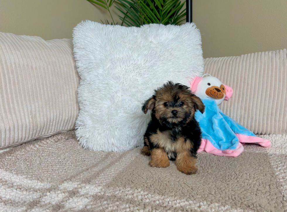 Cute Yorkipoo Poodle Mix Puppy