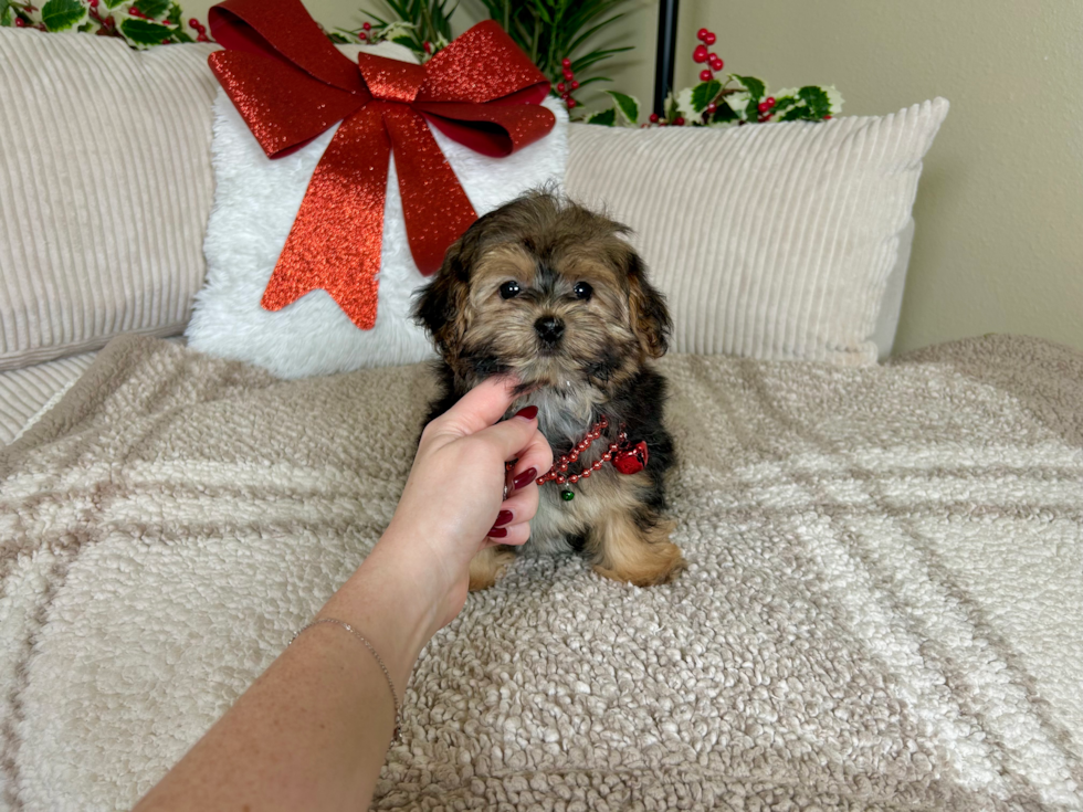 Cute Yorkie Poo Baby