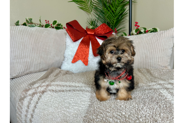 Cute Yorkie Poo Baby