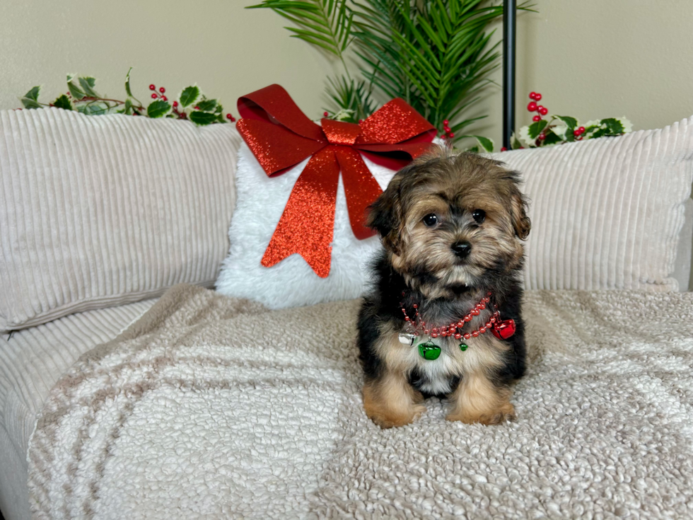 Cute Yorkie Poo Baby
