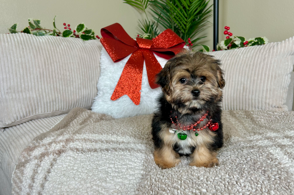 12 week old Yorkie Poo Puppy For Sale - Lone Star Pups