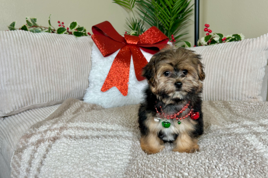 Cute Yorkie Poo Baby
