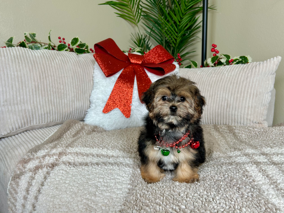 Cute Yo Yo Poo Poodle Mix Puppy