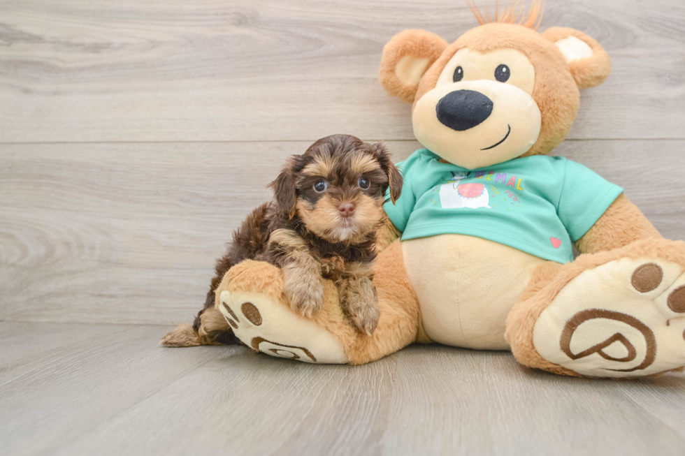 Best Yorkie Poo Baby