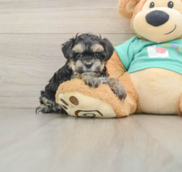 8 week old Yorkie Poo Puppy For Sale - Lone Star Pups