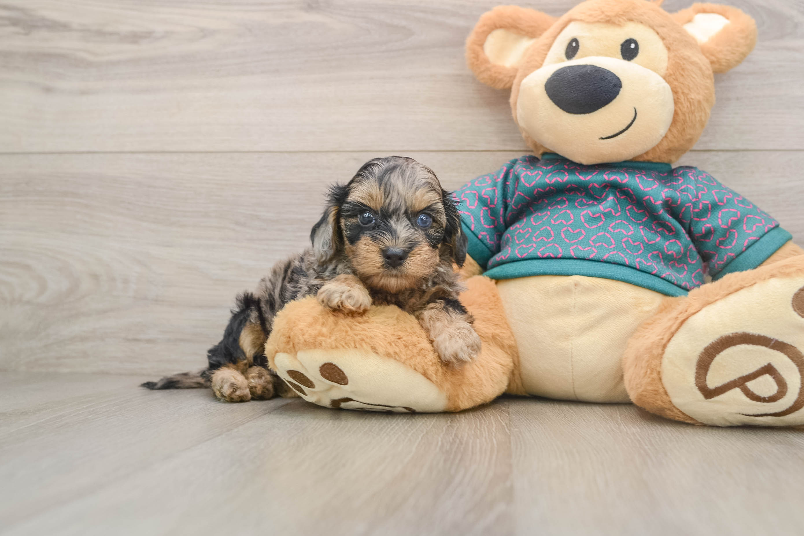Hypoallergenic Yorkie Doodle Poodle Mix Puppy