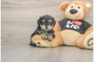 Playful Yo Yo Poo Poodle Mix Puppy