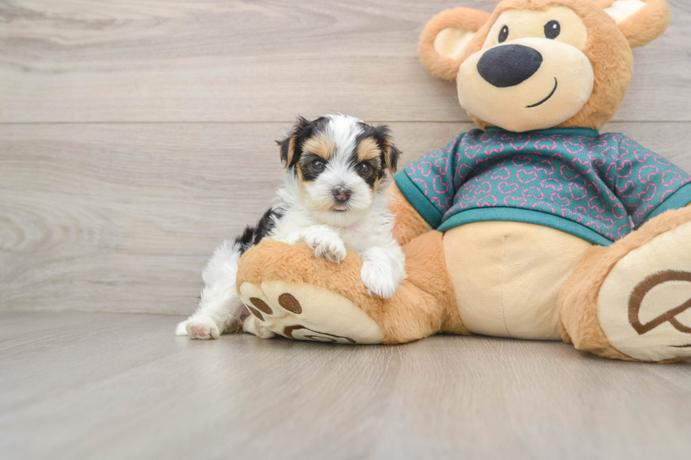 Funny Yorkie Poo Poodle Mix Pup