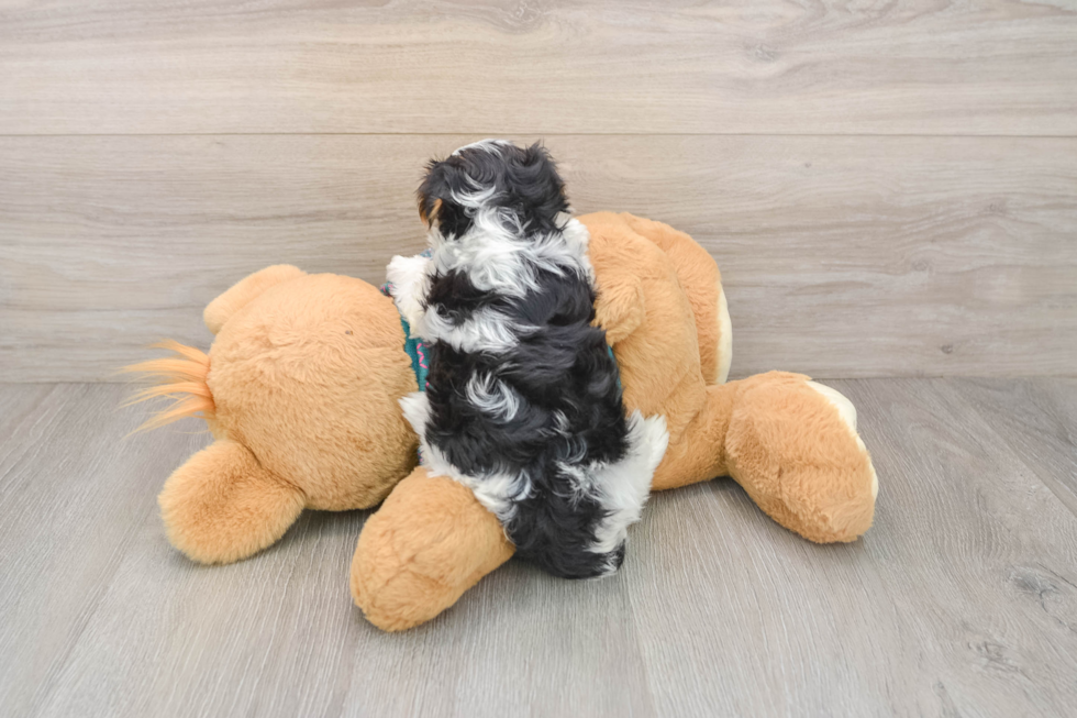 Small Yorkie Poo Baby
