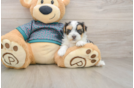 Friendly Yorkie Poo Baby