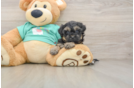 Small Yorkie Poo Baby