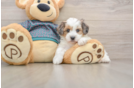 Best Yorkie Poo Baby