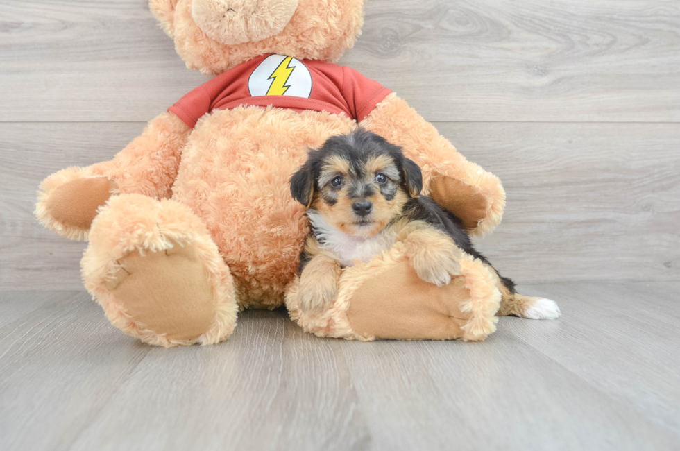 8 week old Yorkie Poo Puppy For Sale - Lone Star Pups