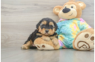 Yorkie Poo Pup Being Cute