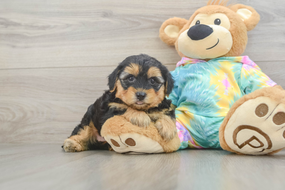Yorkie Poo Pup Being Cute