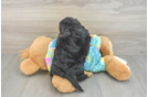 Best Yorkie Poo Baby