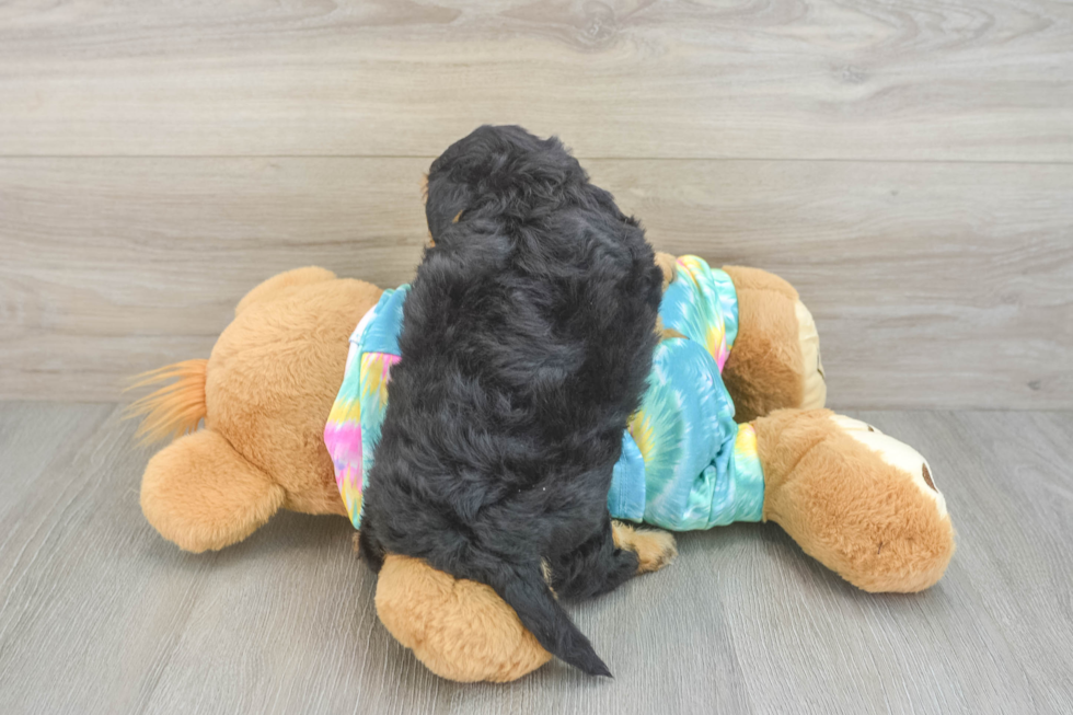 Best Yorkie Poo Baby