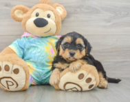 7 week old Yorkie Poo Puppy For Sale - Lone Star Pups