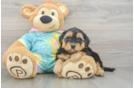 Yorkie Poo Pup Being Cute