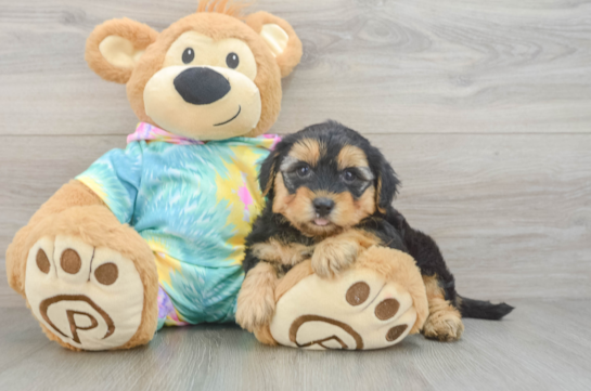 Yorkie Poo Pup Being Cute