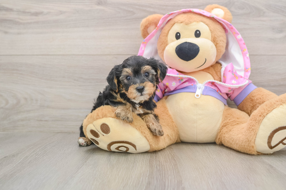 5 week old Yorkie Poo Puppy For Sale - Lone Star Pups