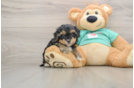 Playful Yo Yo Poo Poodle Mix Puppy