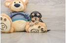 Cute Yorkie Poo Baby