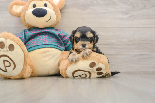Cute Yorkie Poo Baby