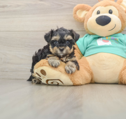 8 week old Yorkie Poo Puppy For Sale - Lone Star Pups