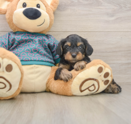 7 week old Yorkie Poo Puppy For Sale - Lone Star Pups