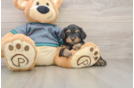Best Yorkie Poo Baby