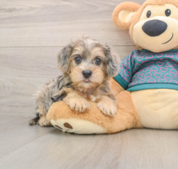 8 week old Yorkie Poo Puppy For Sale - Lone Star Pups