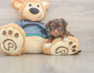 8 week old Yorkie Poo Puppy For Sale - Lone Star Pups