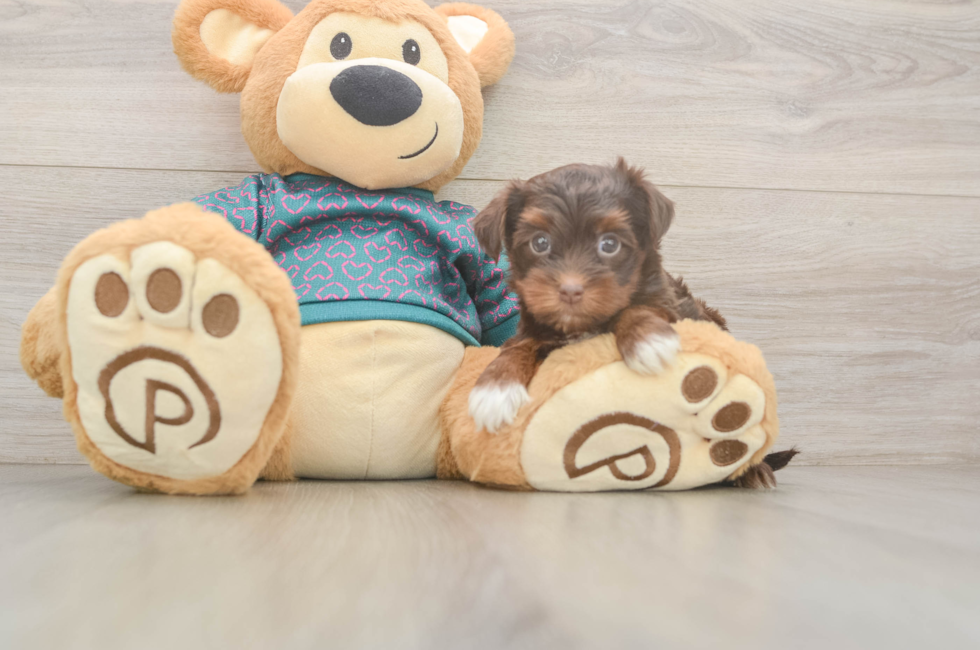 5 week old Yorkie Poo Puppy For Sale - Lone Star Pups
