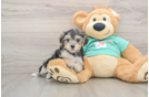 Little Yorkie Poodle Mix Poodle Mix Puppy
