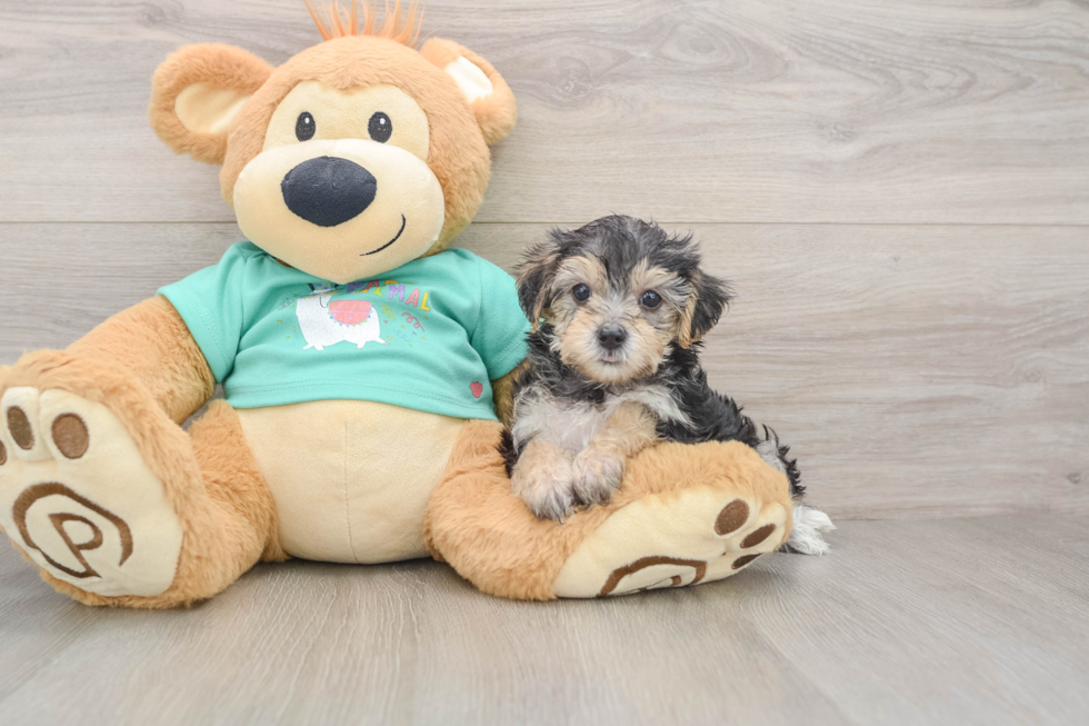 Yorkie Poo Pup Being Cute