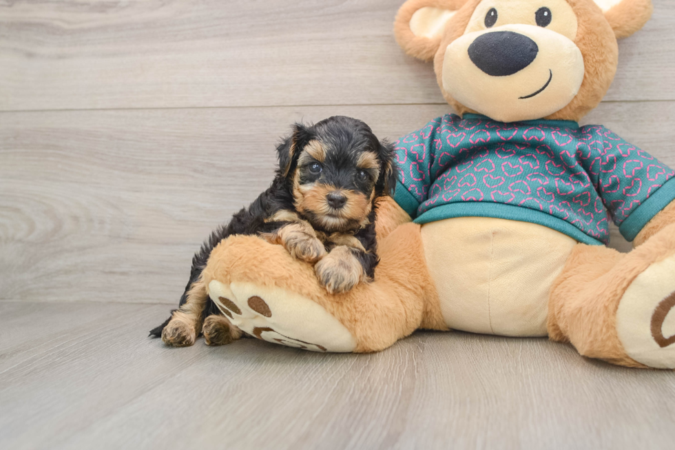 Petite Yorkie Poo Poodle Mix Pup