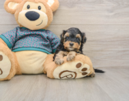 8 week old Yorkie Poo Puppy For Sale - Lone Star Pups
