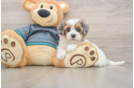 Hypoallergenic Yorkie Doodle Poodle Mix Puppy