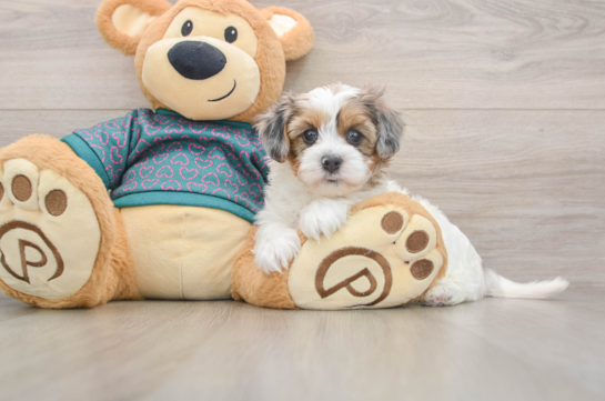 Hypoallergenic Yorkie Doodle Poodle Mix Puppy