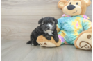 Yorkie Poo Pup Being Cute