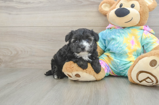 Yorkie Poo Pup Being Cute